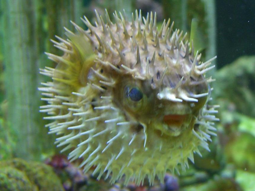 Rated #61: Saltwater Fish - Diodon Holocanthus - Porcupine Puffer Stocking In 90 Gallons Tank - Porky