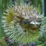 saltwater fish - diodon holocanthus - porcupine puffer stocking in 90 gallons tank - Porky