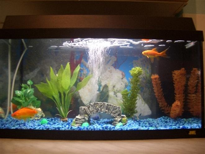 60 gallons freshwater fish tank (mostly fish and non-living decorations) - 60 rekord my Juwel tank the best tank around i think and cheap cost's only around £95 the best thing is it came with a heater so if i do get bored of cold water fish i can just put the heater and get tropical fish