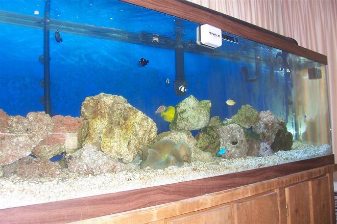 125 gallons reef tank (mostly live coral and fish) - 4 months old