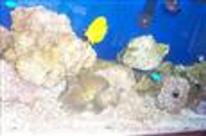 125 gallons reef tank (mostly live coral and fish) - 4 months old