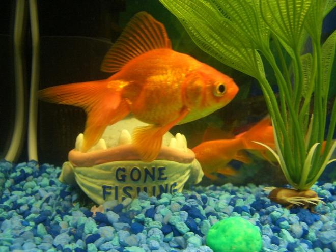 freshwater fish - carassius auratus - fantail goldfish stocking in 60 gallons tank - Got a new fish she's great a fancy bi**h and also big and fat may even be laying eggs hey not bad for £1.50