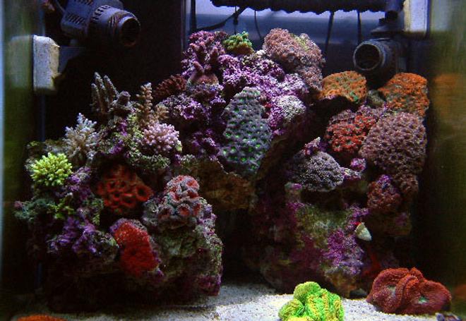 37 gallons reef tank (mostly live coral and fish) - my most favorite tank so far.
