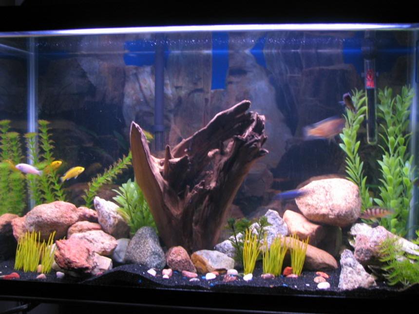 Rated #2168: 29 Gallons Freshwater Fish Tank - Normally my fish aren't shy, but for some reason they were for this picture