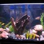 29 gallons freshwater fish tank (mostly fish and non-living decorations) - Normally my fish aren't shy, but for some reason they were for this picture