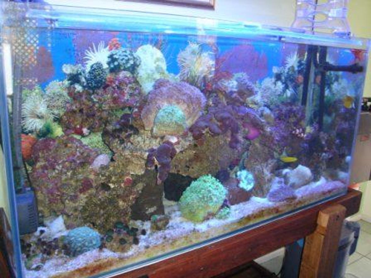 100 gallons reef tank (mostly live coral and fish) - Cool!