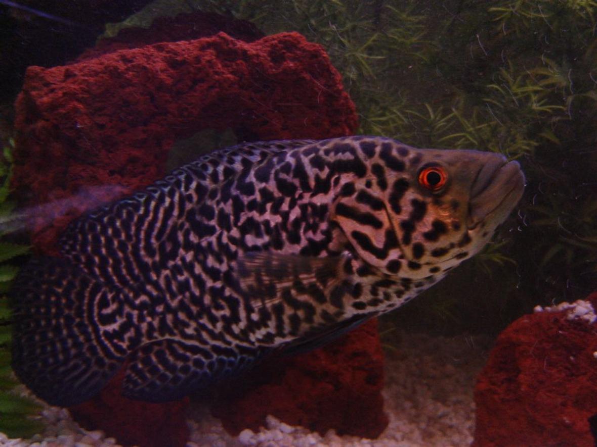 freshwater fish - nandopsis managuense - managuense cichlid stocking in 90 gallons tank - Manny....South American Managuense