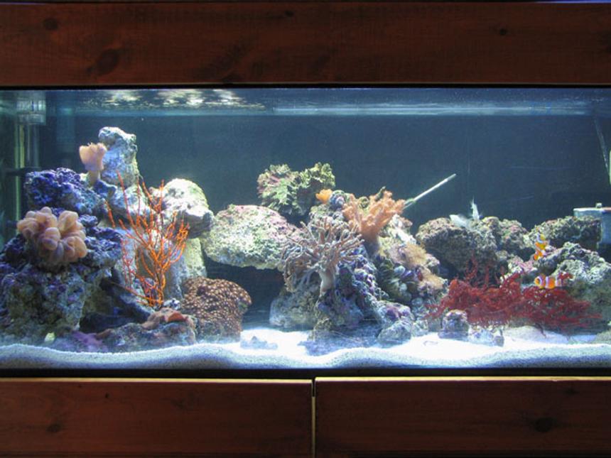 Rated #804: 40 Gallons Reef Tank - 40 gallon breeder,  t5ho lighting, ac500,ac802 powerhead, coralife super skimmmer 65