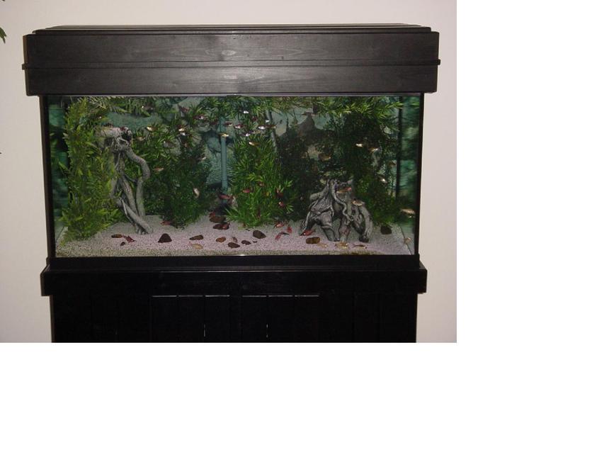 Rated #3601: 90 Gallons Freshwater Fish Tank - Here is My 90 Gallon Tera Tank with Plastic Pants, Ceramic Roots, White Chiclid Sand