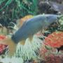freshwater fish - botia modesta - redtail botia loach stocking in 35 gallons tank - botia loach....
