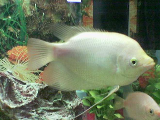 freshwater fish - helostoma temmincki - kissing gourami stocking in 35 gallons tank - gaintgroumi