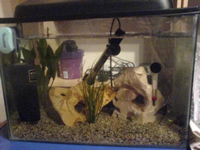 14 gallons freshwater fish tank (mostly fish and non-living decorations) - -15g tank. Containing 5 small neon tetras, 2 male guppys, 2 kulhi loaches, 2 amano shrimp, 1 bristlenose pleco, 1 dwarf gourami (female) and 1 bamboo shrimp. Decor: 2 large pieces of Bog wood, java moss, fine gravel and 2 rocks.