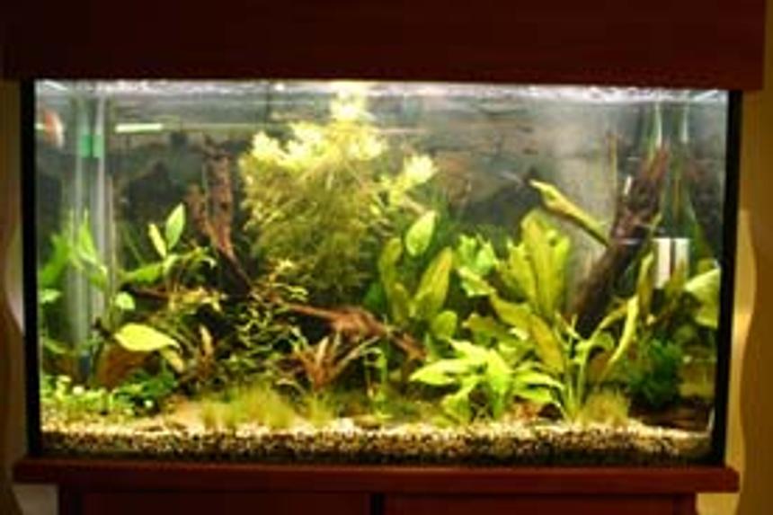 Rated #1617: 80 Gallons Planted Tank - x