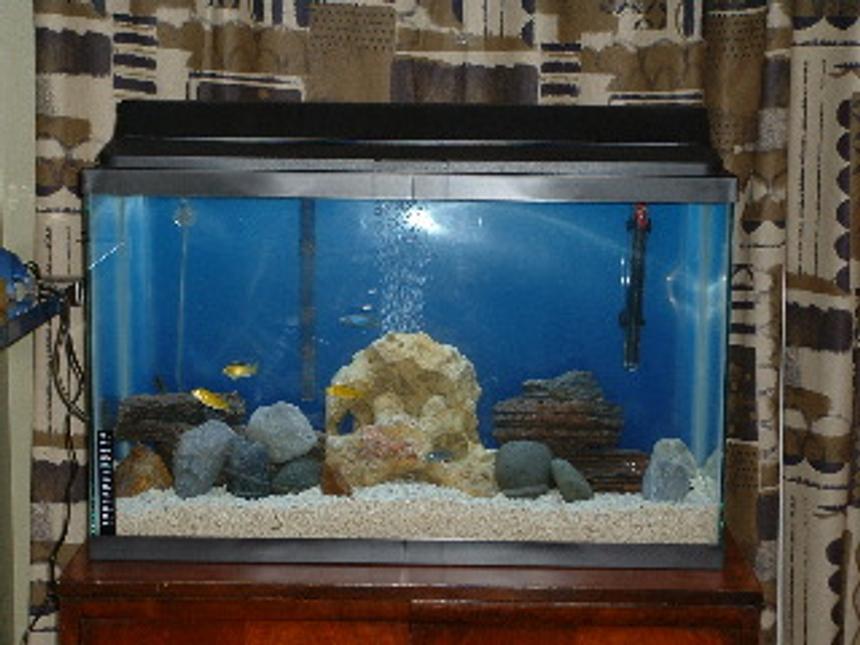 Rated #3776: 29 Gallons Freshwater Fish Tank - Just started this tank up with our Africans last week.  We are planning on increasing rocks, especially on the left and right sides.  So far, so good!