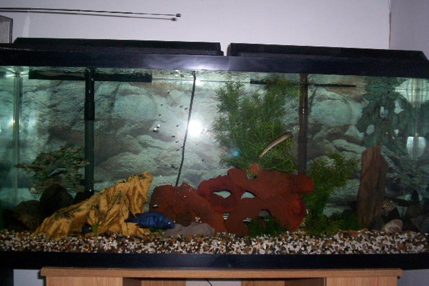 Rated #4003: 55 Gallons Freshwater Fish Tank - my new setup
