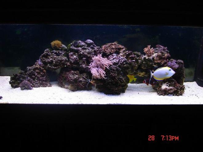 125 gallons reef tank (mostly live coral and fish) - 125 reef with tangs blennies angel fish goby shrimp pair other shrimp and coral