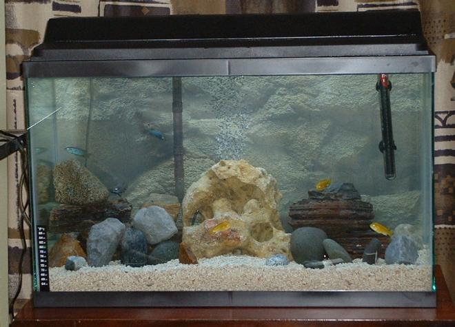 29 gallons freshwater fish tank (mostly fish and non-living decorations) - most recent picture of our african cichlid tank with more rocks and new background