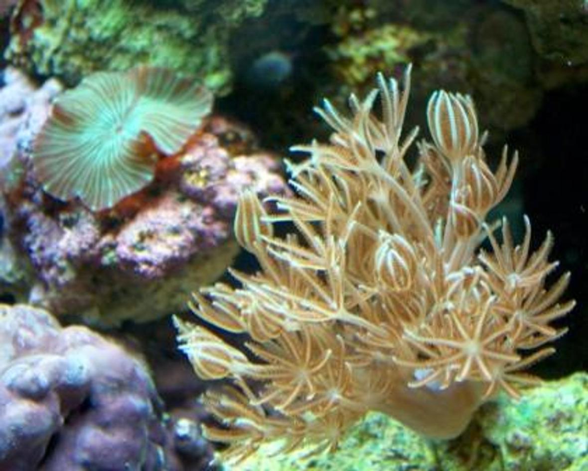 corals inverts - xenia elongata - silver branch pumping xenia stocking in 10 gallons tank - Pulsing Xenia