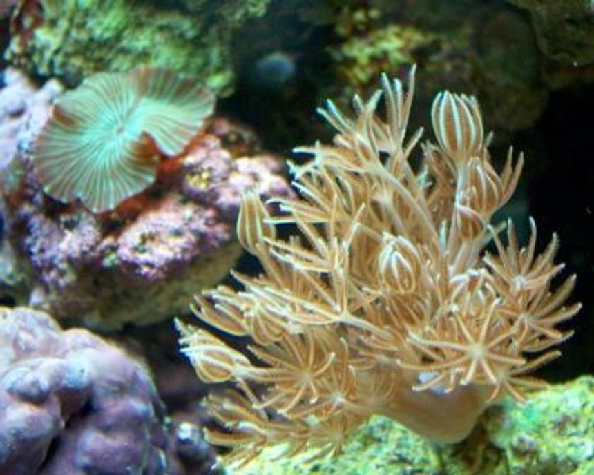 Rated #270: Corals Inverts - Xenia Elongata - Silver Branch Pumping Xenia Stocking In 10 Gallons Tank - Pulsing Xenia