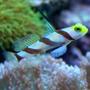 saltwater fish - stonogobiops nematodes - hi fin red banded goby stocking in 10 gallons tank - Hi-Fin Red Banded Goby aka Antenna Goby