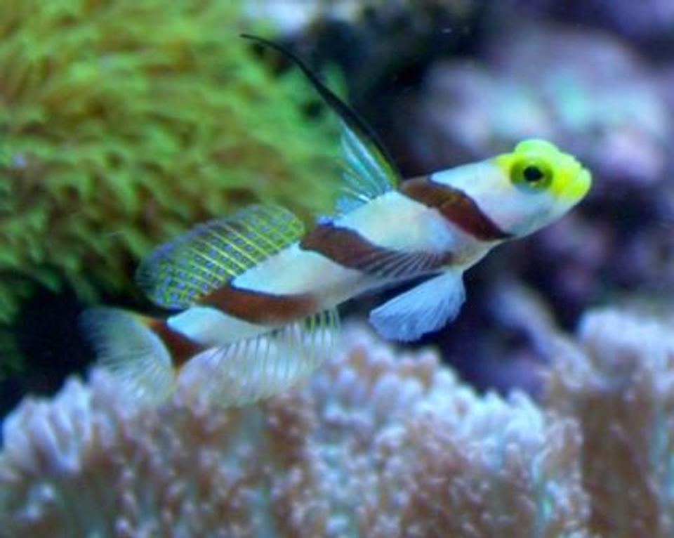 saltwater fish - stonogobiops nematodes - hi fin red banded goby stocking in 10 gallons tank - Hi-Fin Red Banded Goby aka Antenna Goby