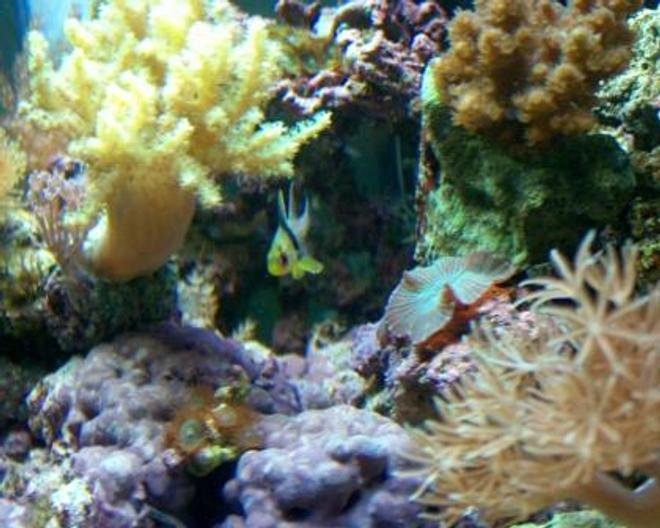 saltwater fish - sphaeramia nematoptera - spotted cardinalfish stocking in 10 gallons tank - Pajama Cardinal in his hideout