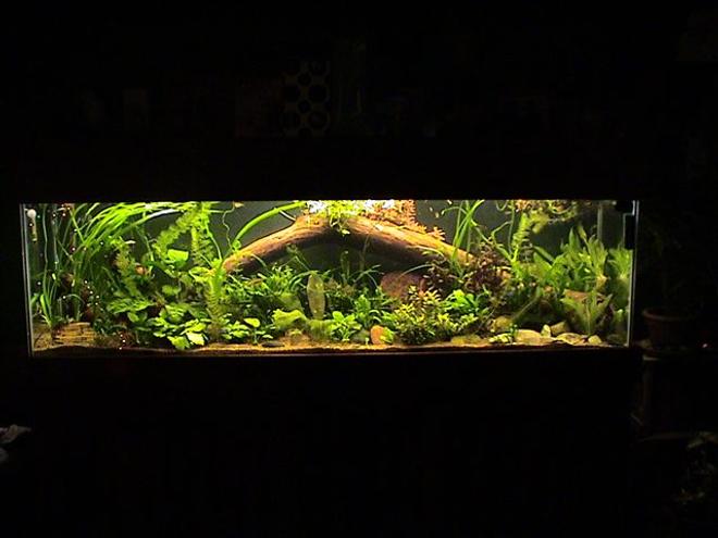 35 gallons planted tank (mostly live plants and fish) - 125 gallon 20 variety of plants 70 tetras and 15 bottom feeders.