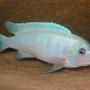 freshwater fish - maylandia callainos - blue cobalt cichlid stocking in 55 gallons tank - Dominant male Cobalt