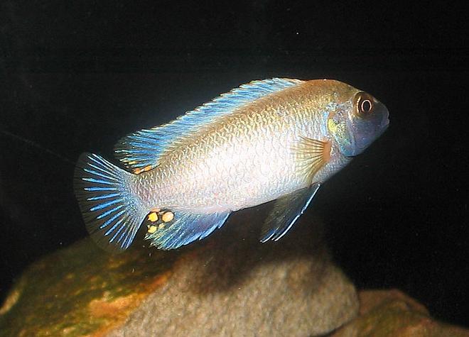 freshwater fish - pseudotropheus polit - polit cichlid stocking in 55 gallons tank - Dominant male Polit, still juvenile and just starting to colour up.
