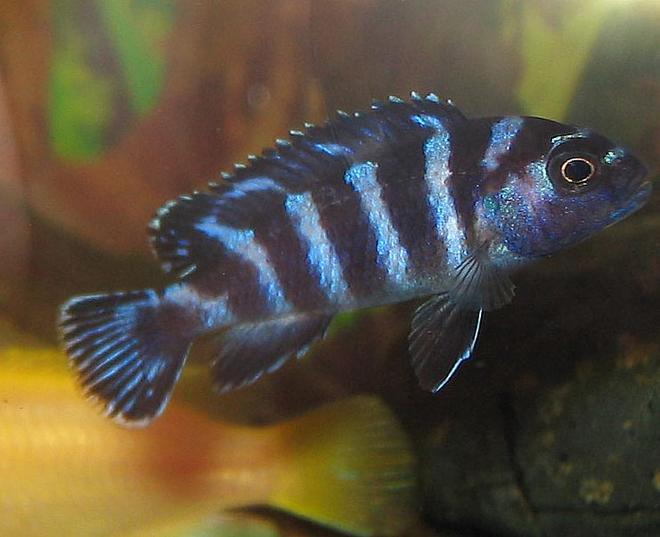 freshwater fish - pseudotropheus demasoni - demasoni cichlid stocking in 55 gallons tank - Demasoni
