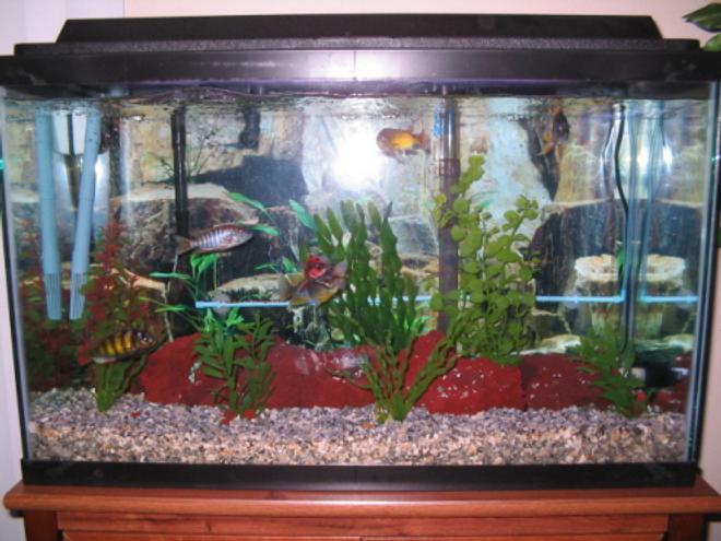 29 gallons freshwater fish tank (mostly fish and non-living decorations) - my tank again
