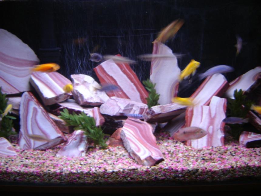 Rated #179: 46 Gallons Freshwater Fish Tank - Malawi Cichlid Tank