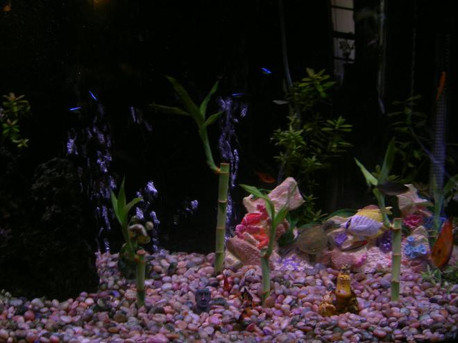 46 gallons freshwater fish tank (mostly fish and non-living decorations) - 46 bow front with live plants.
