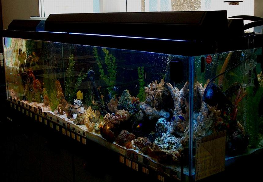 Rated #150: 125 Gallons Reef Tank - my tank
