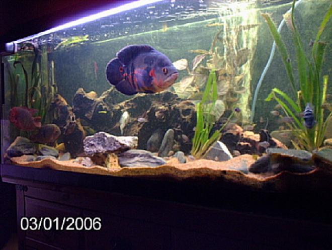 200 gallons freshwater fish tank (mostly fish and non-living decorations) - chocolate cichlids/oscars/convits/plecos
