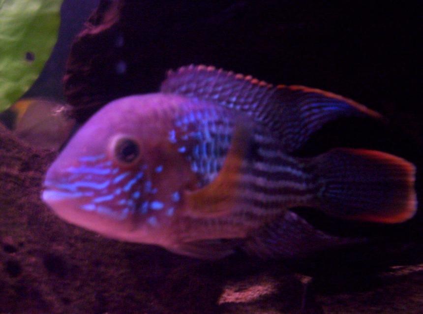 Rated #86: Freshwater Fish - Aequidens Rivulatus - Green Terror Stocking In 100 Gallons Tank - this is my green terror named Flash