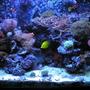 110 gallons reef tank (mostly live coral and fish) - Full frontal with halide