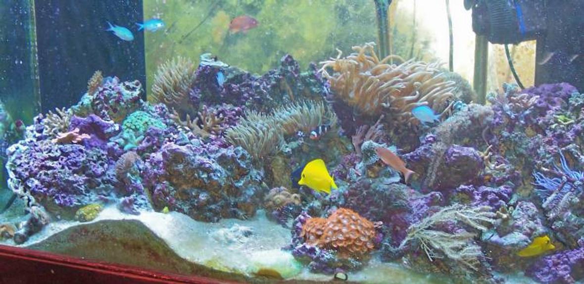 120 gallons reef tank (mostly live coral and fish) - 120 Gallon Indo Pacific Reef biotope