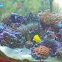 120 gallons reef tank (mostly live coral and fish) - 120 Gallon Indo Pacific Reef biotope