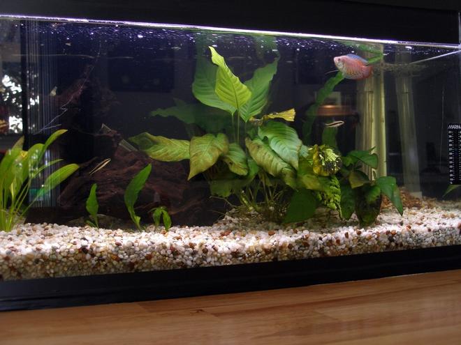 planted tank (mostly live plants and fish) - Old 10 US Gal tank, about to be pulled down