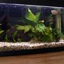 planted tank (mostly live plants and fish) - Old 10 US Gal tank, about to be pulled down