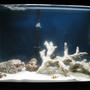 30 gallons saltwater fish tank (mostly fish, little/no live coral) - after about a month and a half running