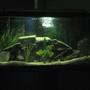 32 gallons freshwater fish tank (mostly fish and non-living decorations) - mixed cichlids
