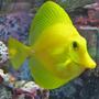 saltwater fish - zebrasoma flavescens - yellow tang - hawaii stocking in 100 gallons tank - Zebrasoma flavescens