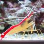 corals inverts - lysmata amboinensis - scarlet skunk cleaner shrimp stocking in 100 gallons tank - Lysmata amboinensis