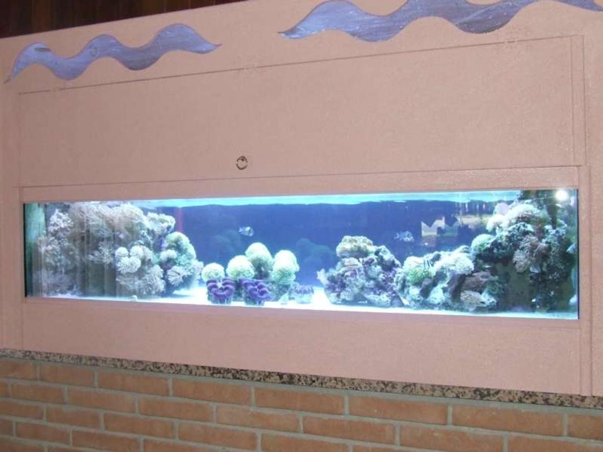 250 gallons reef tank (mostly live coral and fish) - 250l,lps tridacne,xenia