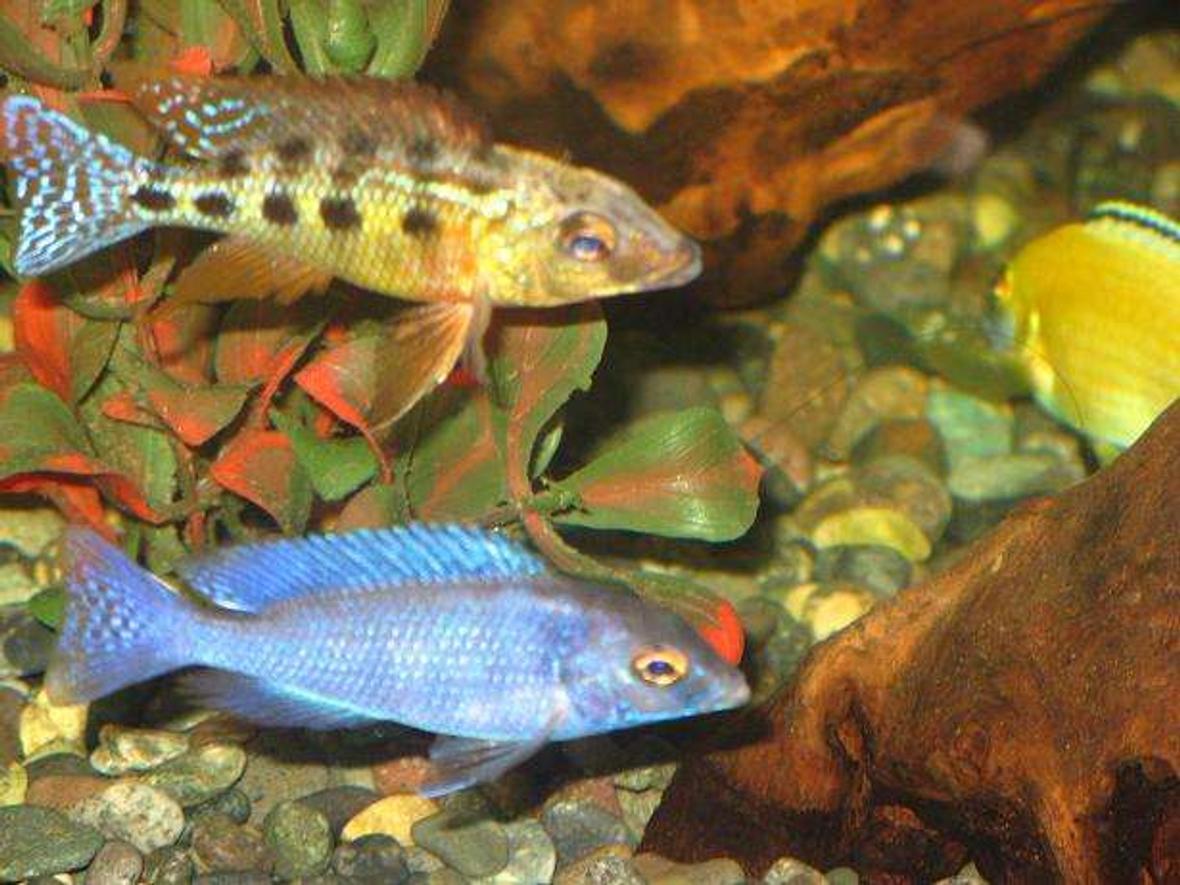 freshwater fish - cyrtocara moorii - moorei cichlid stocking in 75 gallons tank - my rostratus and blue dolphn