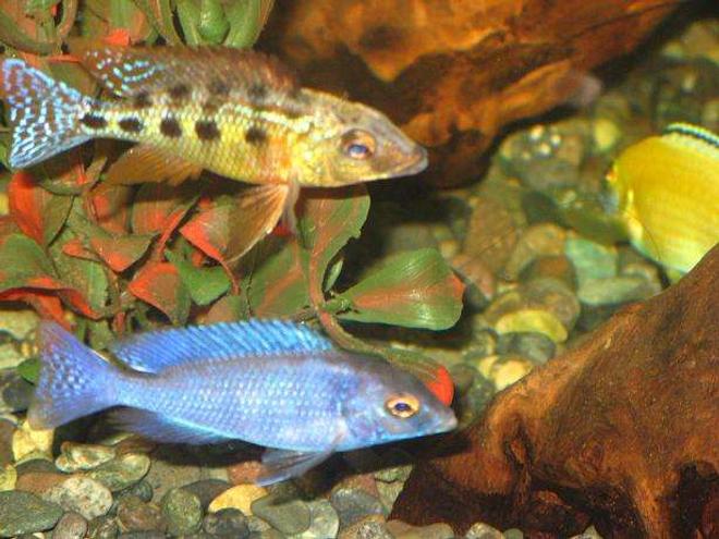 freshwater fish - cyrtocara moorii - moorei cichlid stocking in 75 gallons tank - my rostratus and blue dolphn