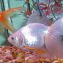 freshwater fish - carassius auratus - ryukin goldfish stocking in 80 gallons tank - My two little pigs.