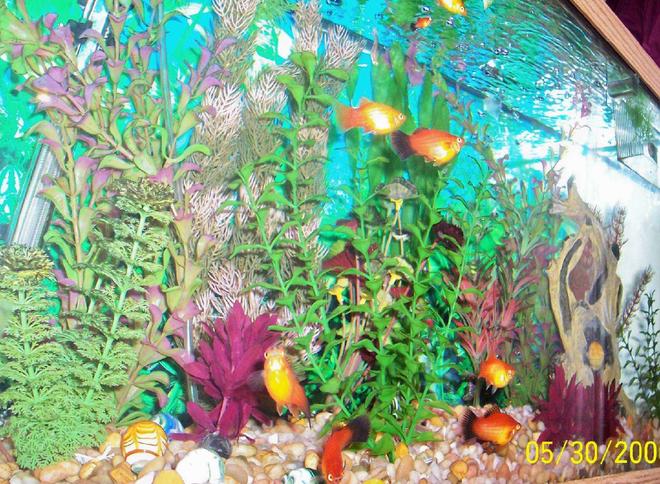 80 gallons freshwater fish tank (mostly fish and non-living decorations) - My 30 gallon tropical community tank.